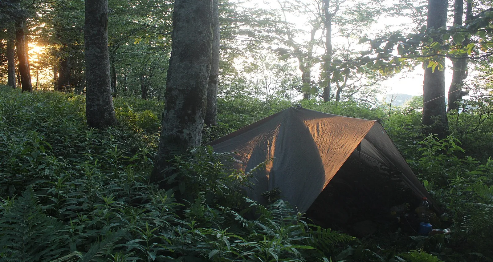 Bâche de bivouac tendue entre les arbres d'un sous-bois de fougères, éclairée par le soleil couchant