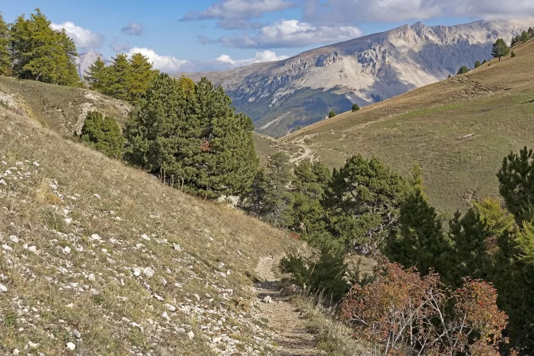Sentier en balcon entre pins et prairies sèches vers le col de Lauteret, à Aspres-sur-Buëch, dans les Hautes-Alpes